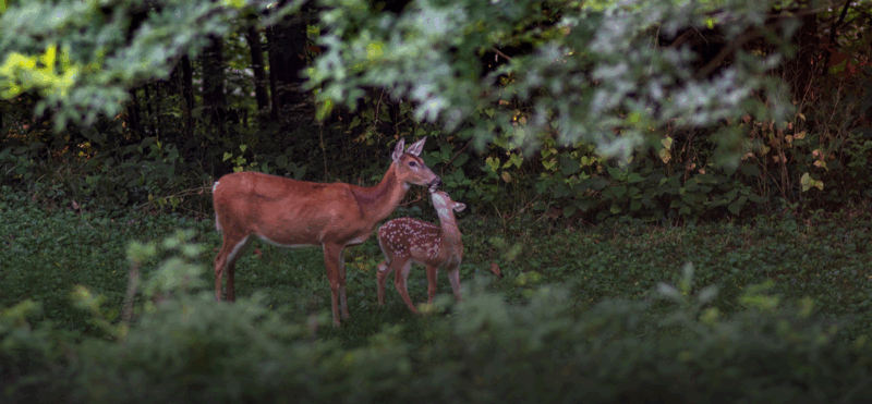 A doe and her fawn in a meadow