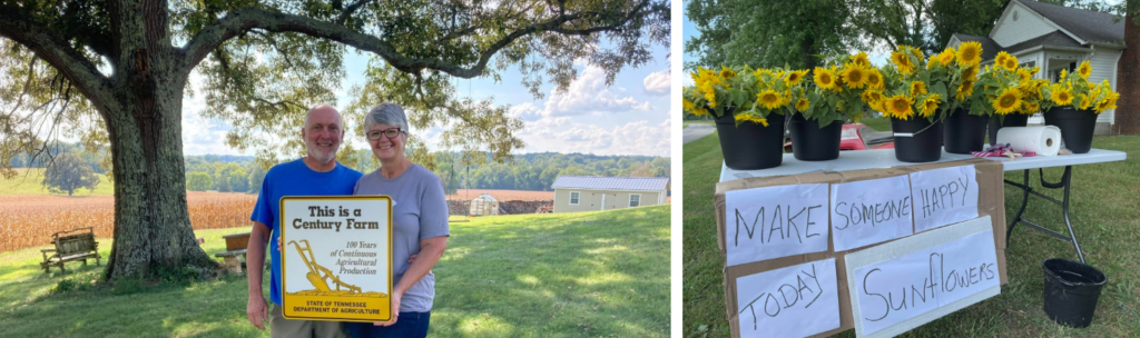 Two images. A farm and buckets of sunflowers.