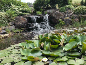 Animated Photo of Waterfall